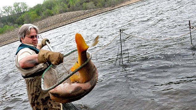 130625_zk352_rci-asiancarp_sn635.jpg