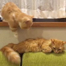63e5c1e1ly1flsefe1bvpg2064064hdt.gif