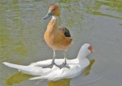 funny_duck_picture_1.jpg