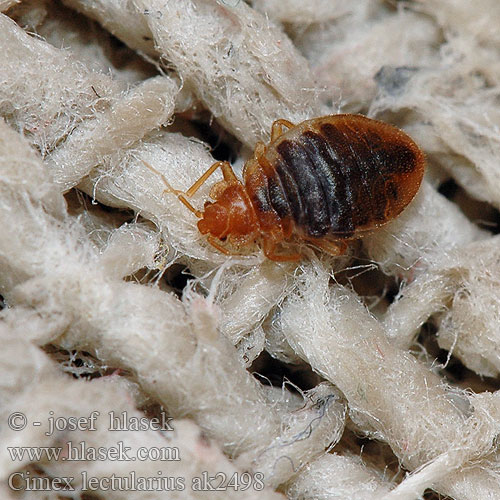 cimex_lectularius_ak2498.jpg