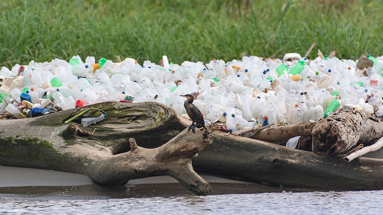 A neotropic cormorant sits on the trunk of a dry tree among garbage, including plastic waste,  Paparo Beach, Miranda State, Venezuela. 