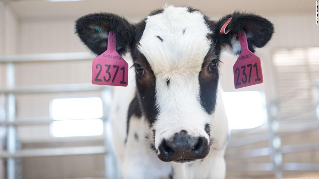 Human trials expected to start next month for Covid-19 treatment derived from cows' blood