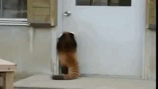 be2f320cgy1fibebk3gqyg208w050b25.gif