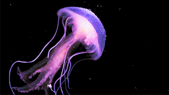 b4c13a03f0386a7503dd84966a8753b74306.gif