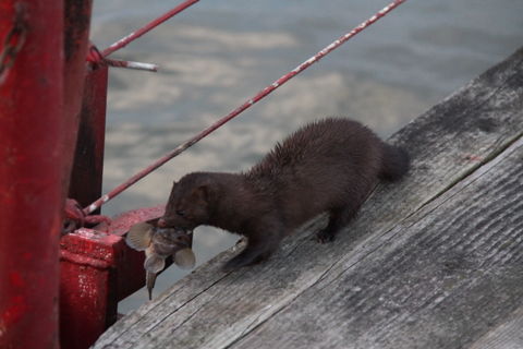 IMG_3500_-_Mink_with_fish_-_Mustela_vison.JPG