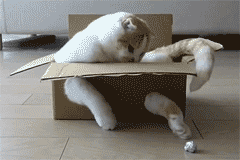 73d0bd64jw1f0jvg4jmteg206o04gn4b.gif