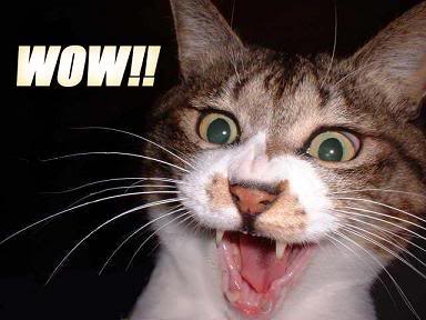 cat-wow.jpg