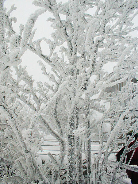 450px-Rime_ice.jpg
