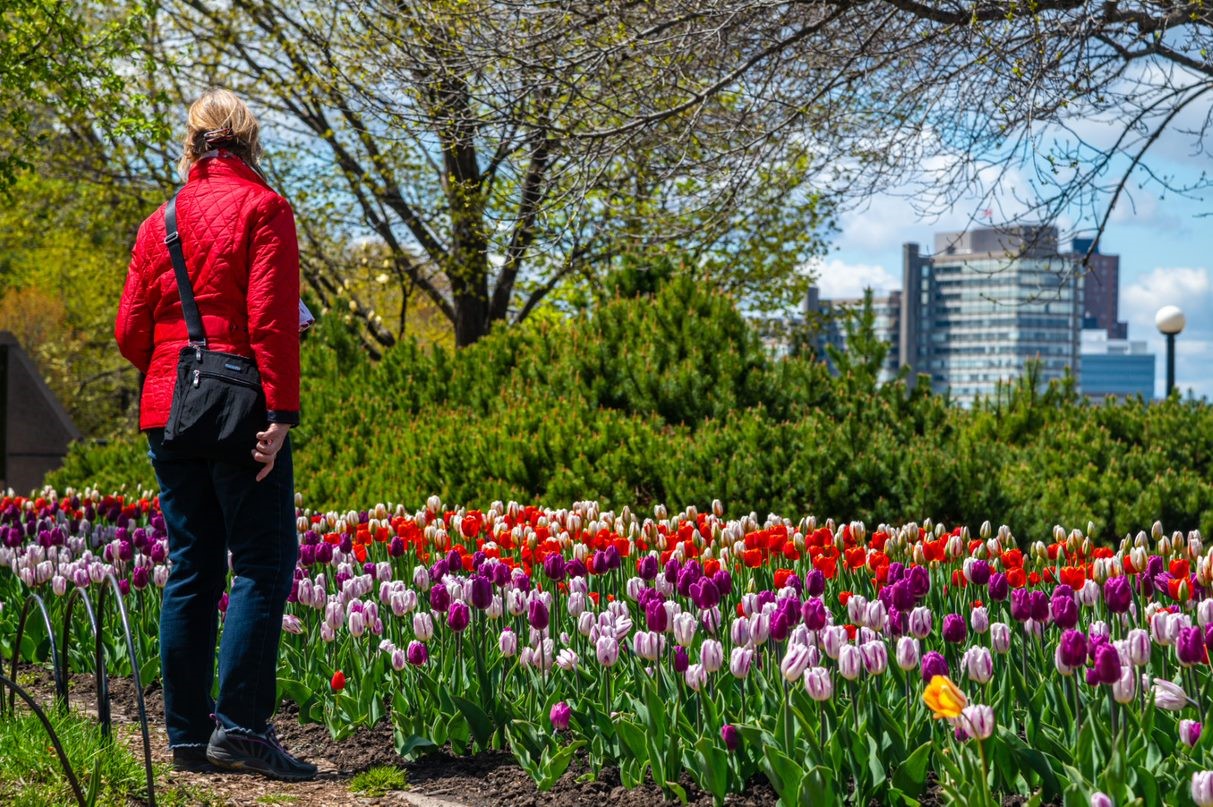 Canadian Tulip Festival