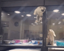 bfc243a3gw1f5byjoh8g1g2068050hdu.gif