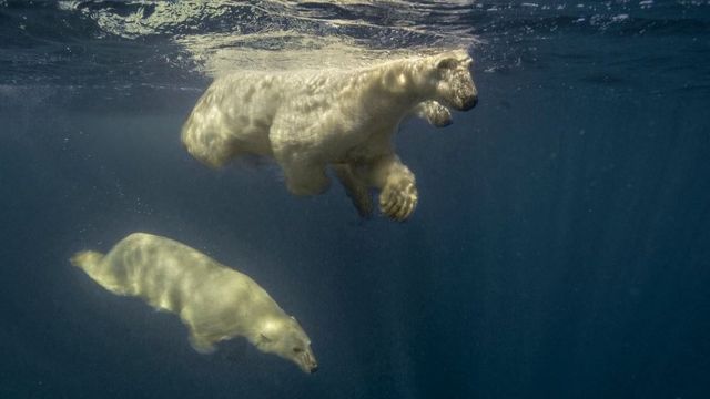 Three polar bears in Hudson Bay, the Arctic