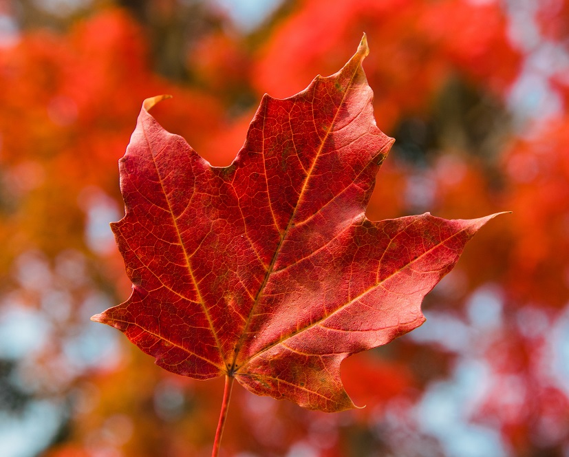 A falling red maple leaf, with fall colours out of focus in the background. 