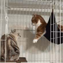 a75296f8gy1fq1ze5xyrdg2064065x6p.gif