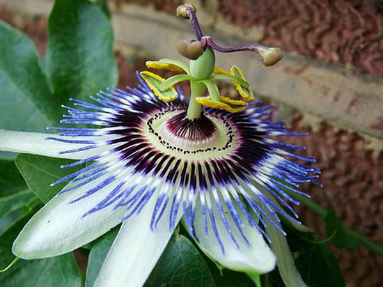 6779866_550x550_0.jpg
