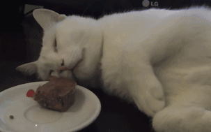 62faf073gw1f8mai8dllvg208f059x6q.gif