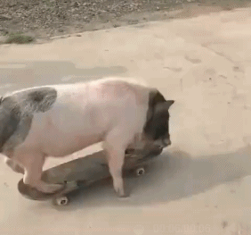 e211f2ee20014052a2937e688fbfedba.gif