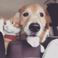 63e5c1e1gw1far9ybgoiug205g05ikjm.gif