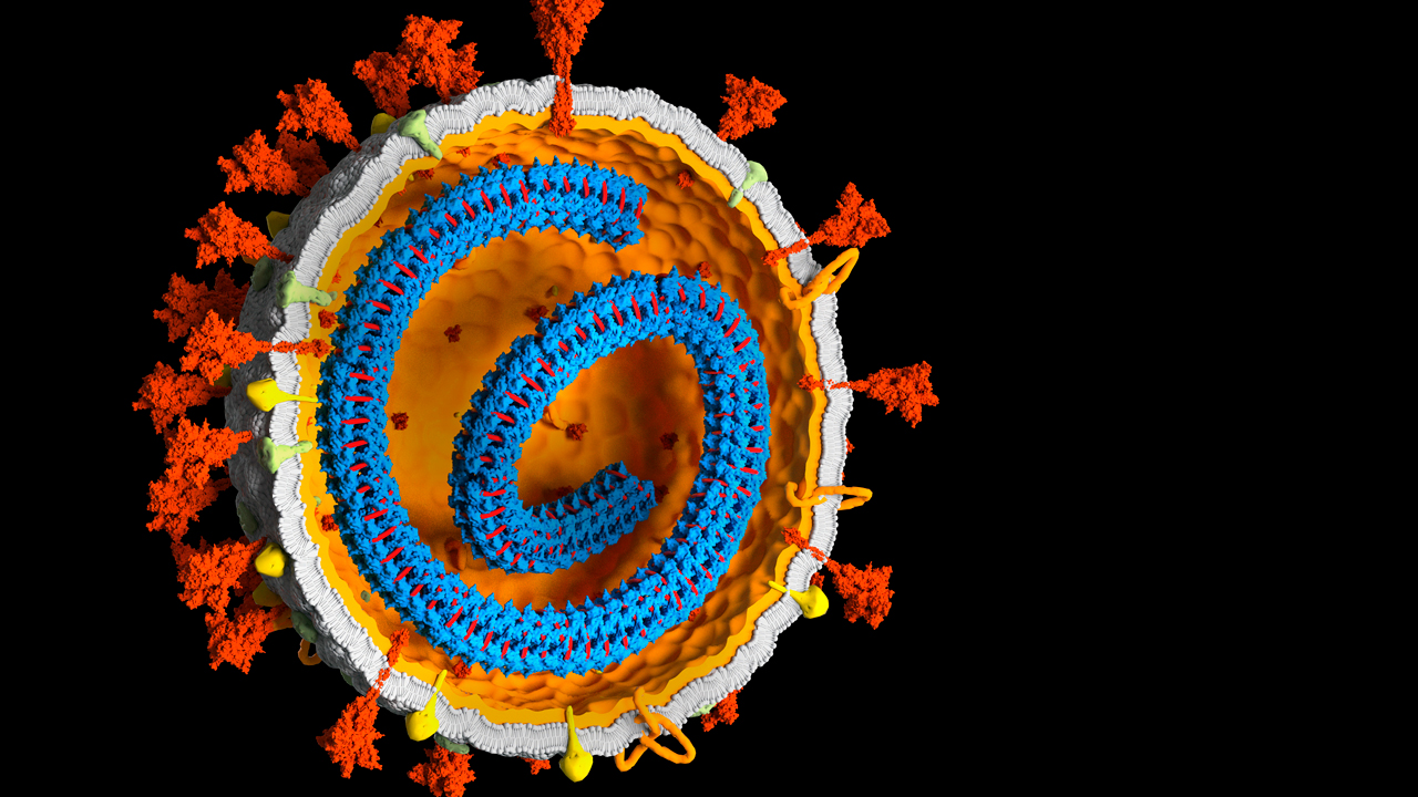 SARS-CoV-2 病毒的横截面图显示其 RNA