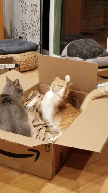 91e4a538gy1fonwfo6ek4g20a80i81l0.gif