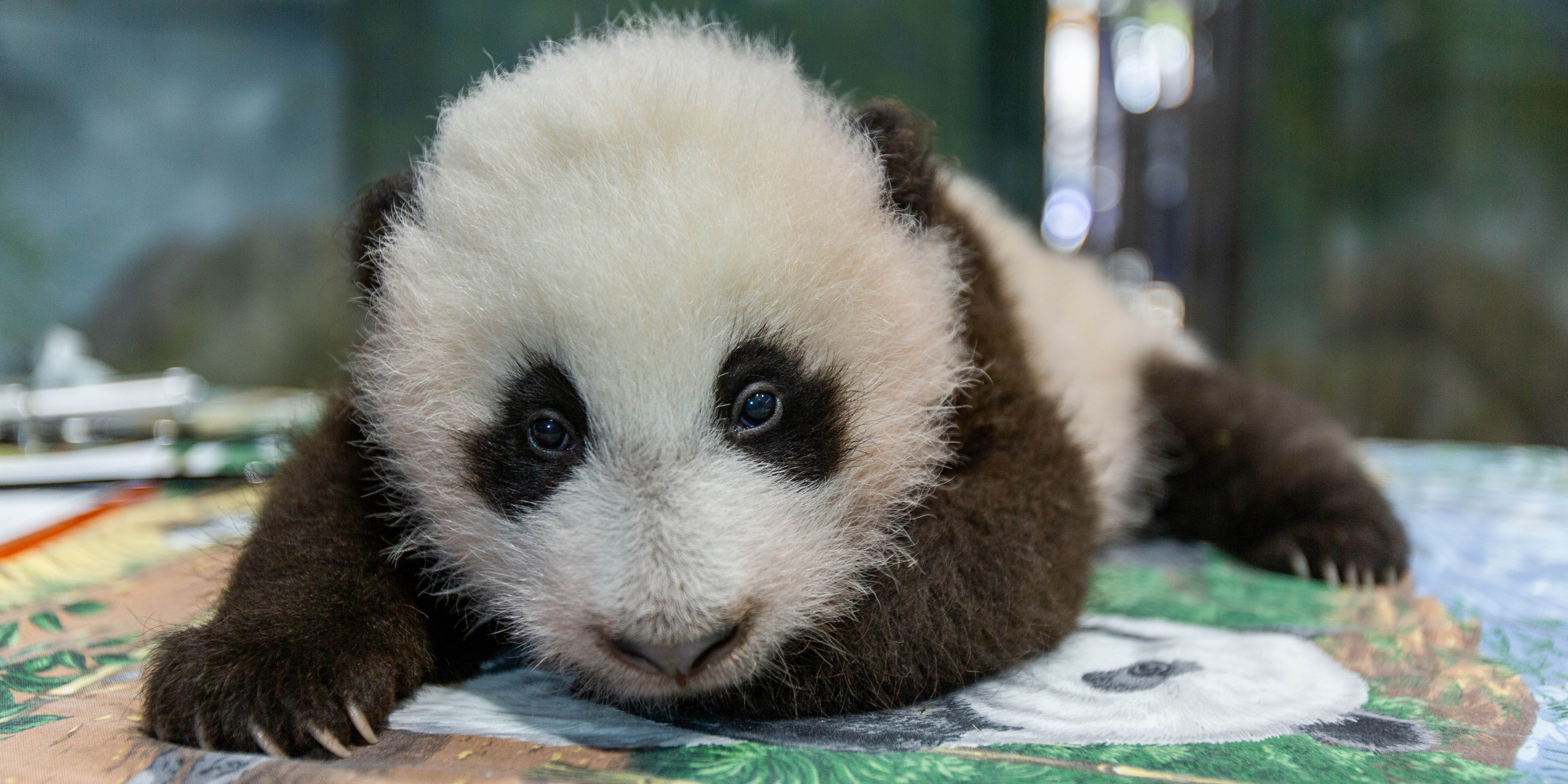 nationalzoo.si.edu