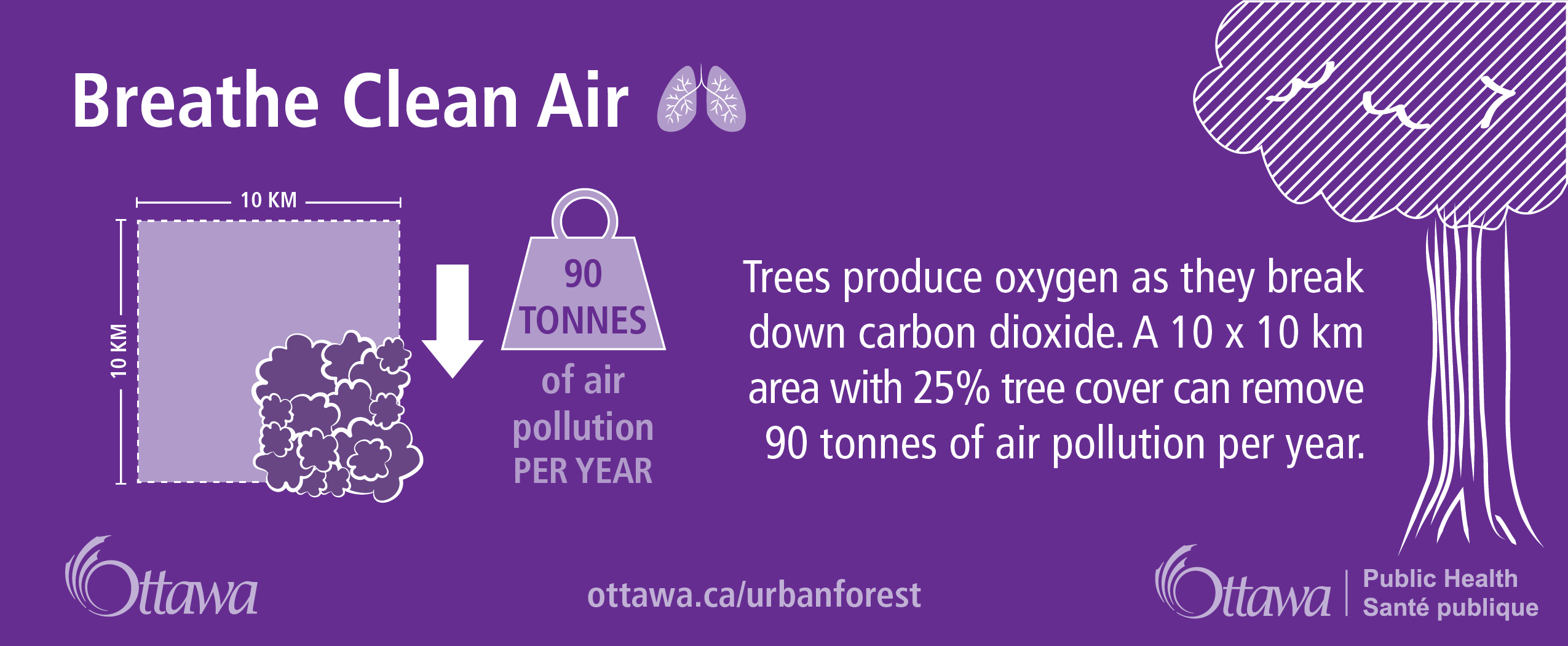 This is an infographic that shows a drawing including the following: a small set of lungs; a square indicate as 10 km each, the bottom right quarter of the square is shown as treed