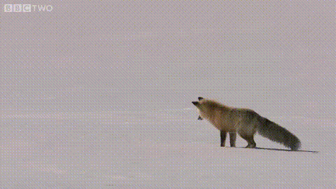 Fox-Jumps-Into-Hole.gif
