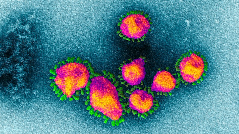 Coronavirus particles.