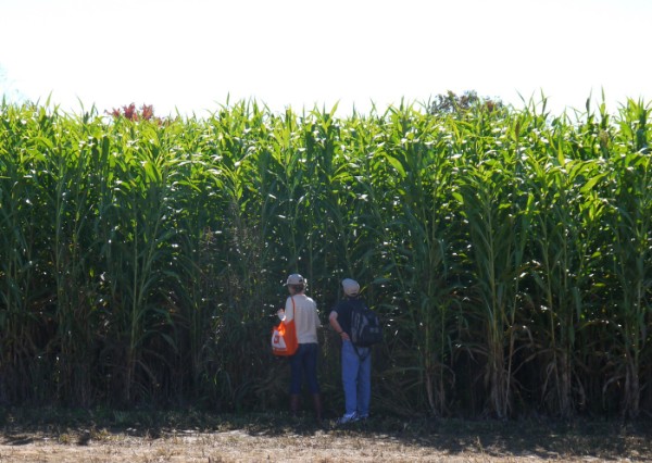 switchgrass.jpg