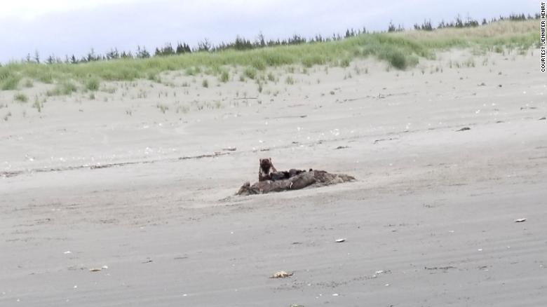 A wolverine was spotted on May 23 by Jennifer Henry in Long Beach Peninsula.