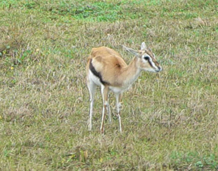 Thompson%27s_Gazelle.jpg