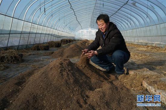 1月3日，在河北省张北县德胜村，徐海成在自家马铃薯大棚内忙碌。新华社记者牟宇摄