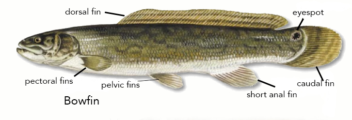 Bowfin_fin_and_eyespot_diagram.jpg