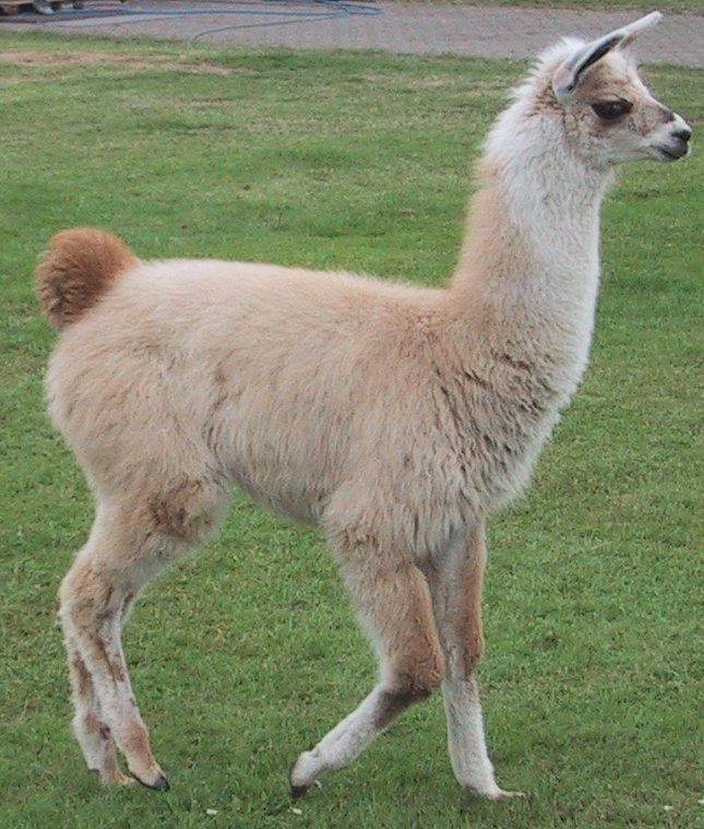 Young_lama.jpg