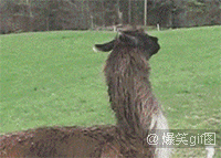 79a00895ly1fm0bbwxrpfg205k03znpg.gif