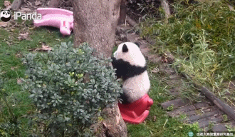 62037b5aly1fm4ugwb6eag209605ce81.gif