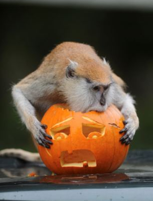 2012102419115044798.png
