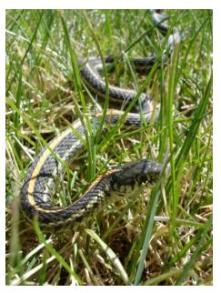gartersnakeingrass22kbwithborder.jpg