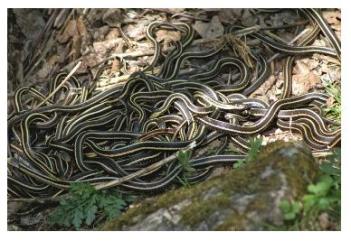 garter-snake-ball.jpg