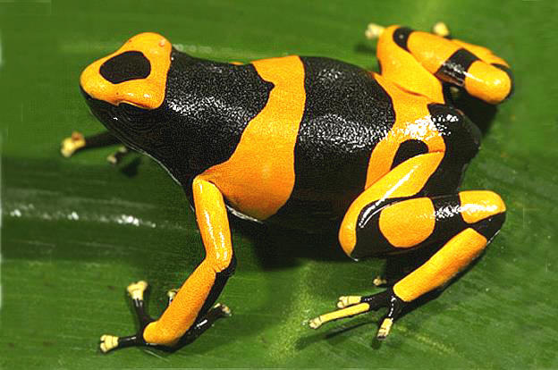ybdart3.jpg