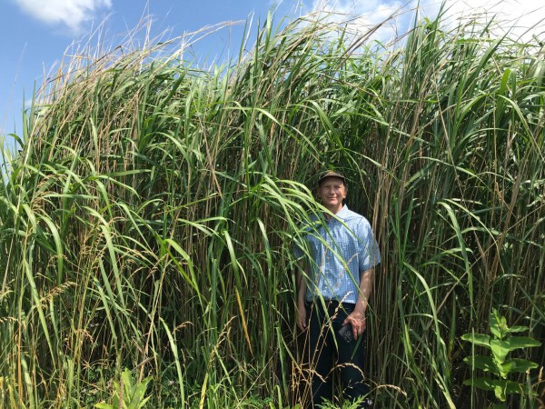 miscanthus.jpeg