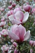 109449-120x181-Magnolia-saucer-blossoms-2.jpg
