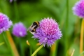 A bee on a clover flower