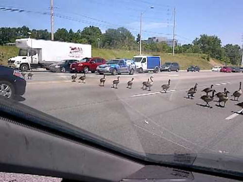 goose_crossing_street.jpg