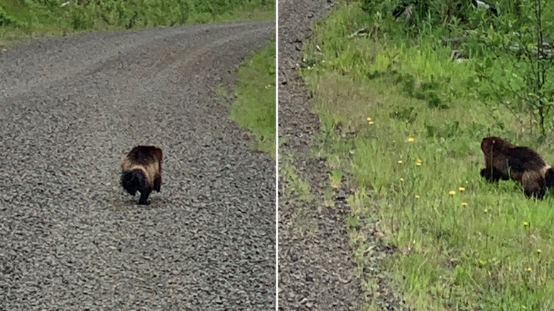 A wolverine was spotted on May 20 by Jacob Eaton in Naselle.