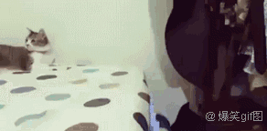 79a00895jw1f8ihm7sthzg20840407wh.gif