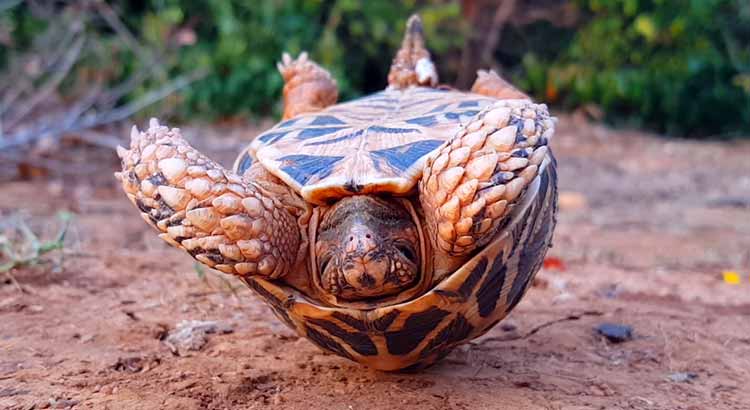 Can Upside Down Tortoises Turn Over? (With Pictures and Video)