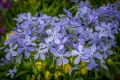 Flox divaricate or Sweet William