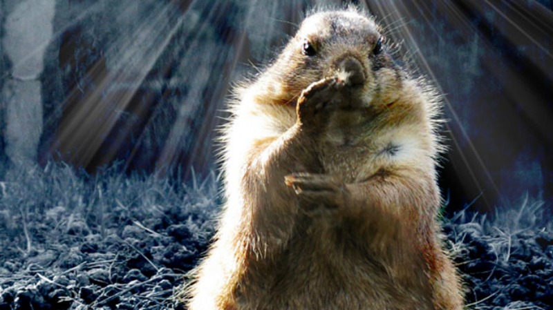 Small furry animal standing upright, backlit by bright sun rays.