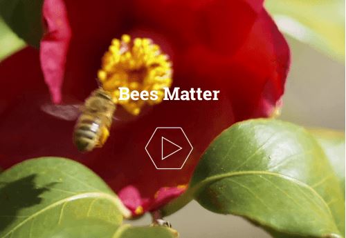 bee_matters.JPG