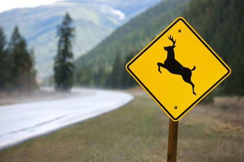 deer_sign.jpg